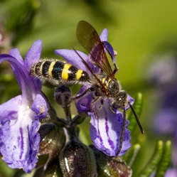 flower_wasp