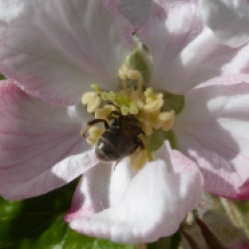 native bee pollinator