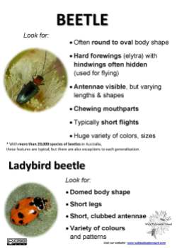Beetle ID tips