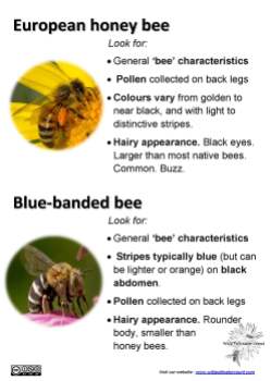 Honey bee and Blue-banded bee ID tips