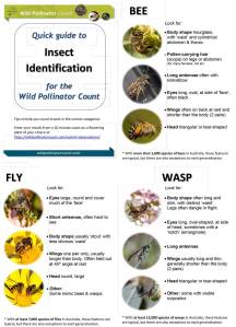 Insect ID quick guide
