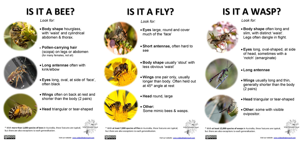 Chart Of Bees And Wasps