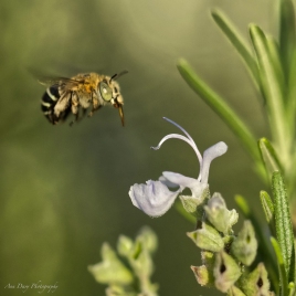 By Ann Davy ___ Blue-banded bee flight