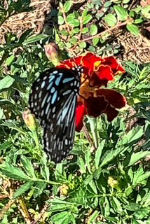 By Christine McLeod___Blue Tiger Butterfly