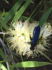 Black flower wasp (Scolia sp.) by Samantha Ward