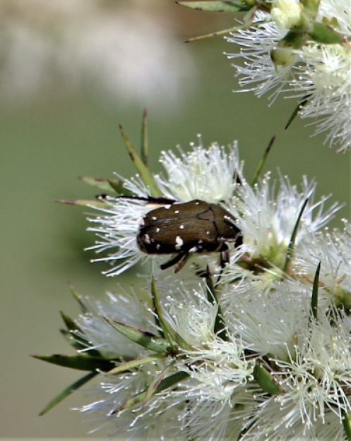 Brown flower beetle (Glycyphana stolata) by Nush Abikhair