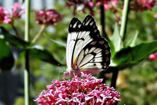 Caper White Butterfly on Valerian by Kay Muddiman