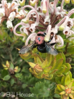 Carpenter bee by Sutherland Shire Bushcare