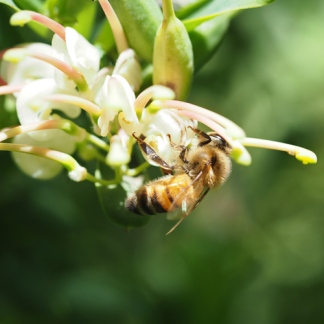 European honey bee by David Pope