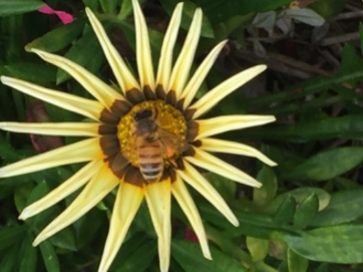 European honey bee by Tallowood Community Garden and Nursery