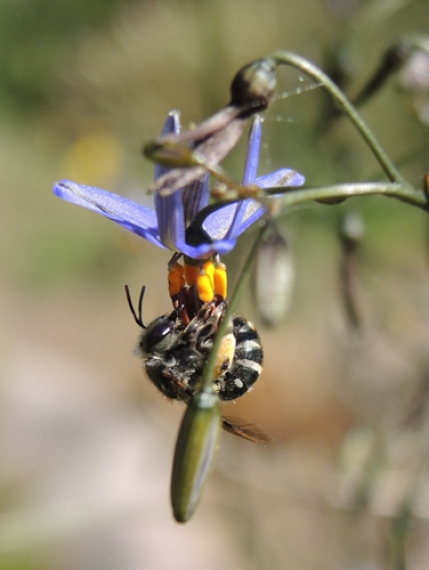 Lipotriches native bee
