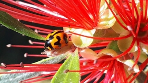 Transverse ladybird beetle by Karen Thomas