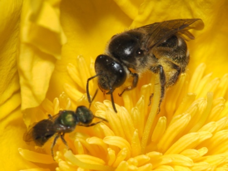 Two native bees