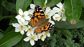 Australian Painted Lady butterfly (Vanessa kershawi) on Mexican Orange Blossom (Choisya ternata) by Kay Muddiman