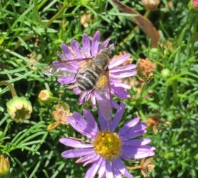 Bee fly by Chris Lake (Bayside Gardeners Group)