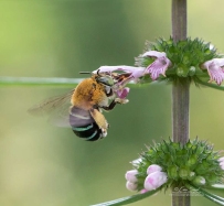 Blue banded bee by Erica Siegel