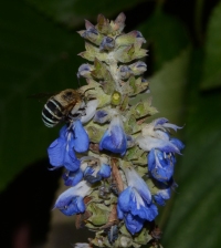Blue banded bee by Julie C