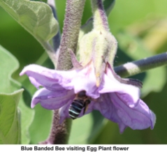 Blue banded bee on eggplant flower by James Cherry