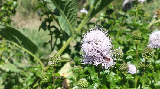 Exoneura native bee on basil mint by Kate Leslie