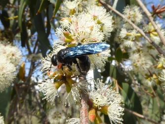 Flower wasp on Eucalyptus stellulata by Andy Russell