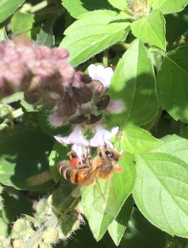 Honey bee by Bateau Bay Community Garden