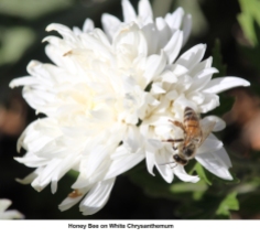 Honey bee by James Cherry
