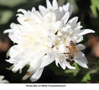 Honey bee by James Cherry