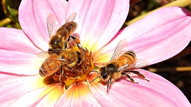 Honey bees on perennial Dahlia by Kay Muddiman