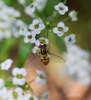 Hoverfly by Erica Siegel