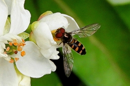 Hoverfly on Mexican Orange Blossom by Kay Muddiman