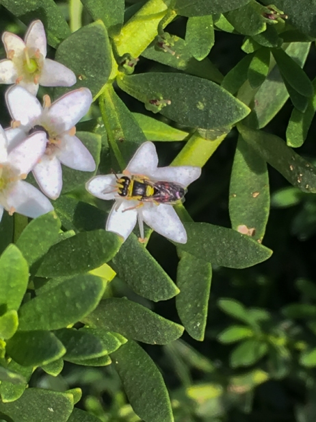 Hylaeus nativ bee by Samantha Ward