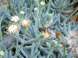 Janet Russell - Succulent asteraceae-Apis_
