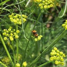 Ladybird beetles on fennel flowers by Monique