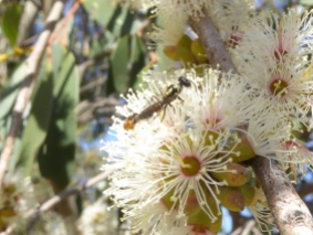 Small wasps on Eucalyptus stellulata by Andy Russell