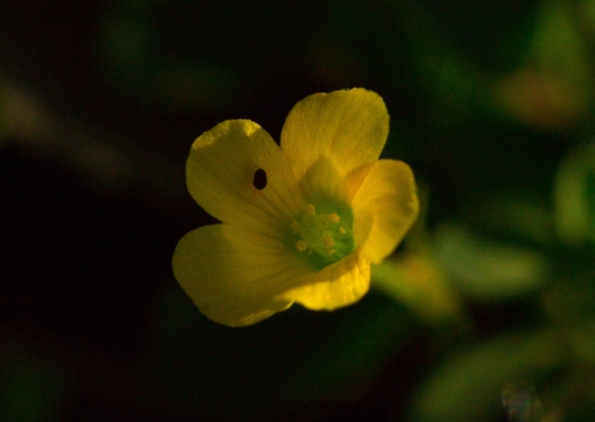 Tiny mite on Oxalis by Lauren V