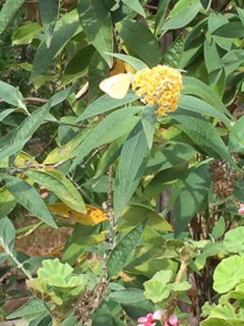 White butterfly on Buddleia by Stephanie Whyte