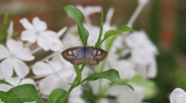 Zebra or Plumbago blue butterfly by Elaine C
