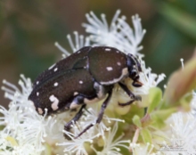 Brown flower beetle (Glycyphana stolata) by Erica Siegel