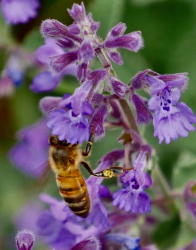 Honey bee by Richard Maddever