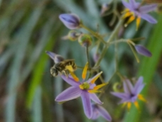 Lipotriches bee on Dianella flowers by Lizzy Lowe