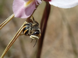 Lipotriches bee with pollinia by Helen Schofield