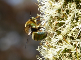 Metallic green carpenter bee (Xylocopa aeratus) at the Australian National Botanic Gardens by Andy Russell
