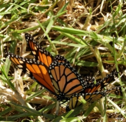 Monarch butterflies by Alwyn Campbell