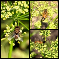 Parsley flower visitors (fly, honey bee and ant) by Helen Bucknell