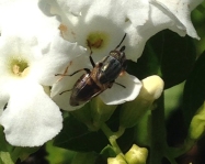 Rhiniidae fly on Duranta flowers by Julie McKinlay