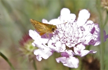 Skipper (butterfly) by Wahroonga Waterways Landcare