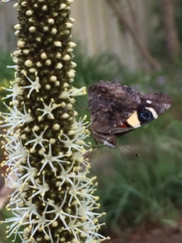 Yellow admiral butterfly on Xanthorrhoea flower by S C
