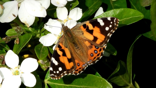 Australian Painted Lady Butterfly (Vanessa kershawi) on Mexican Orange Blossom (Choisya ternata) 13.4.20 by Kay Muddiman