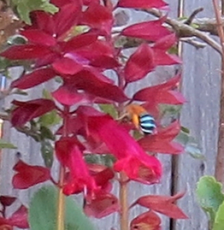 Blue-banded bee, Amegilla cingulata, on red Salvia by Judith Baker