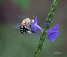 Blue-banded bee by Erica Siegel